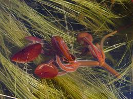 Image result for Brasenia