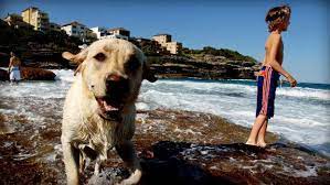 Australia S Best Dog Friendly Beaches In 2021 Dog Friendly Beach Pet Friendly Beach Dog Adventure