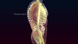 Select from 35870 printable crafts of cartoons, nature, animals, bible and many more. Introduction To The Biology Of The Musculoskeletal System Bone Joint And Muscle Disorders Msd Manual Consumer Version