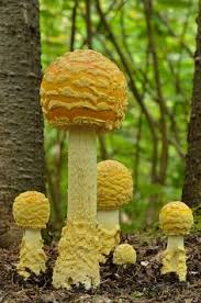 Cep, penny bun, porcino or porcini) is a basidiomycete fungus, and the type species of the genus boletus.widely distributed in the northern hemisphere across europe, asia, and north america, it does not occur naturally in the southern hemisphere, although it has been introduced to southern africa, australia, new zealand, and brazil. 730 Mushrooms And Fungi Ideas Fungi Stuffed Mushrooms Mushroom Fungi