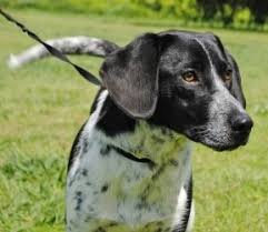 Black And White Border Collie Pointer Mix Adopt Mandy On Petfinder Unique Dog Breeds Hybrid Dogs Rare Dog Breeds