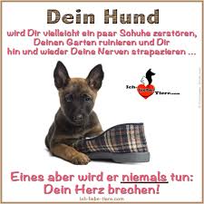 Dein Hund Wird Dir Vielleicht Ein Paar Schuhe Zerstoren Deinen Garten Ruinieren Und Dir Hin Und Wieder Deine Nerven Stra Spruche Tiere Hunde Susseste Haustiere