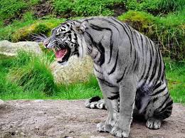The Maltese Tiger Someone S A Little Angry Maltese Tiger Rare Animals Animals
