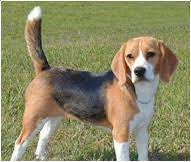 Shop metal beagle dog planter at bellacor. Beagle Dog Breed Facts And Personality Traits Hill S Pet