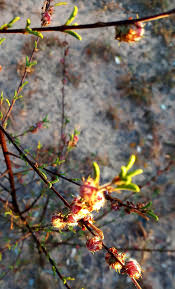 Image result for Kotschya