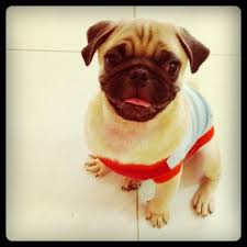 my cheeky dog call him buta or a pig in japanese meaning ha ha