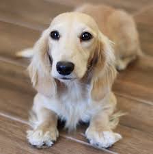 Well trained puppies family dog friendly with kids and other pets. About English Cream Dachshunds Crown Dachshunds