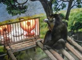 一只山魈mandrill 坐在电暖器前休息 成都chengdu china 动物园 山魈是世界上体型最大的猴类 成年体长可达1米 体重超过30公斤 野生山魈主要分布于非洲中西部热带雨林地区 摄影师 fei hao