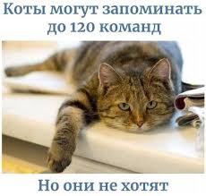 odnoklassniki smeshnye fotografii koshek shutki veselye fakty