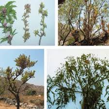 Merge dragons how to get grimm trees? Pdf First Report Of Grapevine Deformation Virus And Grapevine Anatolian Ring Spot Virus In Iran