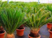 Kumis kucing merupakan tanaman obat berupa tumbuhan berbatang basah yang tegak. Bagaimanakah Cara Menanam Pakis Haji Dengan Mudah Untuk Pemula