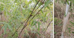 Image result for Oxytenanthera abyssinica