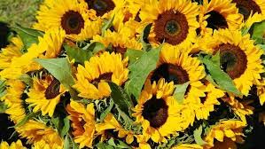 Bunga matahari, tentunya anda sudah tidak asing lagi dengan bunga berwarna kuning cerah yang biasanya menambah keindahan taman atau kebun kita ini bukan? Mau Berikan Karangan Bunga Matahari Ini Arti Di Baliknya