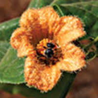 Image result for Eureiandra sp. A