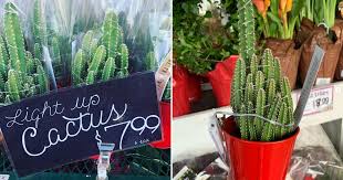 Large old style lights carefully hanging among the sharp thorns, creating a nice non traditional christmas tree. Trader Joe S Is Selling A Light Up Christmas Cactus For 8 Popsugar Home