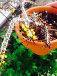 Image result for Savannosiphon euryphyllus