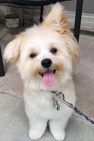 sirin ev kopegi maltipoo poodle kopek