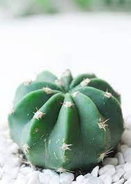 My mom has an easter cactus(determined only because it has bloomed for the first time.this spring.we thought it was a christmas cactus before.the blooms are salmon colored) that i have taken they bloom at the end of the dry spell when temperatures warm up and water gets plentiful. Domino Echinopsis Cactus Succulents Domino Cactus Cacti Succulentsbox Fuzzycactus Fuzzy Echi Cacti And Succulents Windowsill Garden Succulents Garden