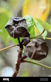 Image result for Thespesia acutiloba