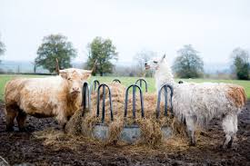 Les Lamas Ne Sont Pas Des Lave Vaisselle Oui Le Magazine De La Ruche Qui Dit Oui