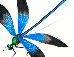 We did not find results for: Dragonfly Drawing By Ben Graf