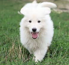 Caucasian Ovcharka Price In India Shepherd Pups Caucasian Mastiff For Sale  Shepherd Puppy Kavkaz