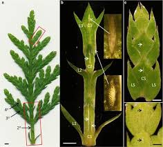 Image result for didymascella thujina