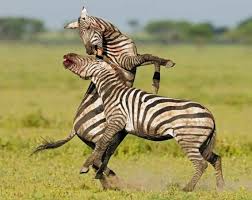 Check spelling or type a new query. Top 10 Photographs Of Vicious Animal Fights Toptenz Net Zebras Animals Animals Wild