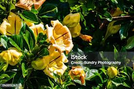 Image result for Solandra