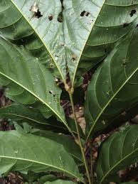 Image result for Lecaniodiscus