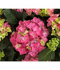 Bauern Hortensie Garten Hortensie Busch Dehner