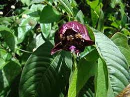 Image result for Chassalia umbraticola