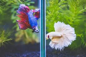 11 Betta Fish Facts 9 Will Surprise You Zenaquaria