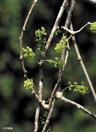 Image result for Tinospora orophila