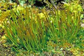 Maybe you would like to learn more about one of these? Soal Klasifikasi Makhluk Hidup Kelas Vii Smp Info Pendidikan Dan Biologi