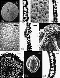 Image result for Paranecepsia alchorneifolia