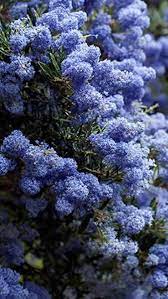 Pin On Evergreen Shrubs