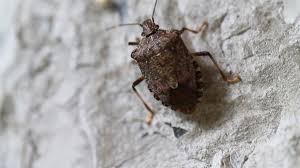 Search for photos of mycosis fungoides now. Stinkbugs Have Spread To 41 States Can We Stop Them