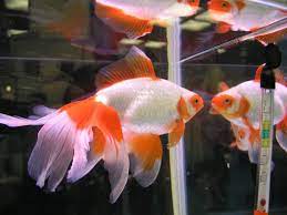 観賞魚フェアにだしている東海錦三歳 金魚一道 スタッフブログ 観賞魚 金魚 魚