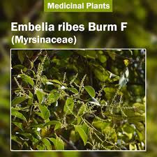Image result for Embelia libeniana