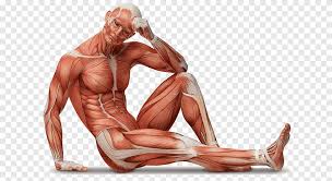 Despite their similar names, teres major has different actions and innervation from the teres minor. Internal Organs Organ System Human Body Anatomy Tissue Organs Heart Shape Png Pngegg