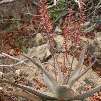 Image result for Aloe bukobana