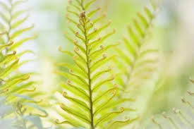 Image result for Blechnum tabulare