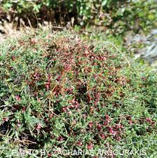 Image result for Kotschya