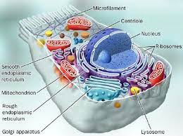 The endoplasmic reticulum (er) is a large organelle made of membranous sheets and tubules that begin near the nucleus and extend across the cell. Cell Model And Structure Of The Endoplasmic Reticulum Cell Model Plant And Animal Cells Medical Coding