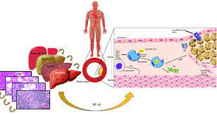 Potential Mechanism Involved In The Development Of Atherosclerosis Download Scientific Diagram