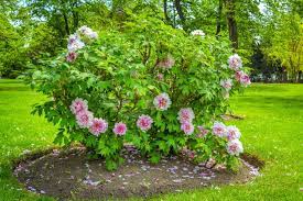 Pfingstrosen sind wegen ihrer außergewöhnlichen blüten sehr beliebt. Pfingstrosen Tipps Zum Pflanzen Pflegen Plantura