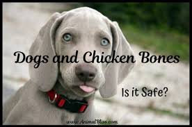 Dogs And Chicken Bones Is It Safe Best Dog Food Make Dog Food Diy Dog Food