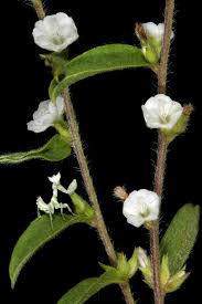 Image result for Seddera