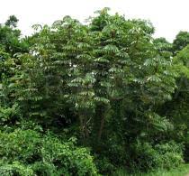 Image result for Musanga